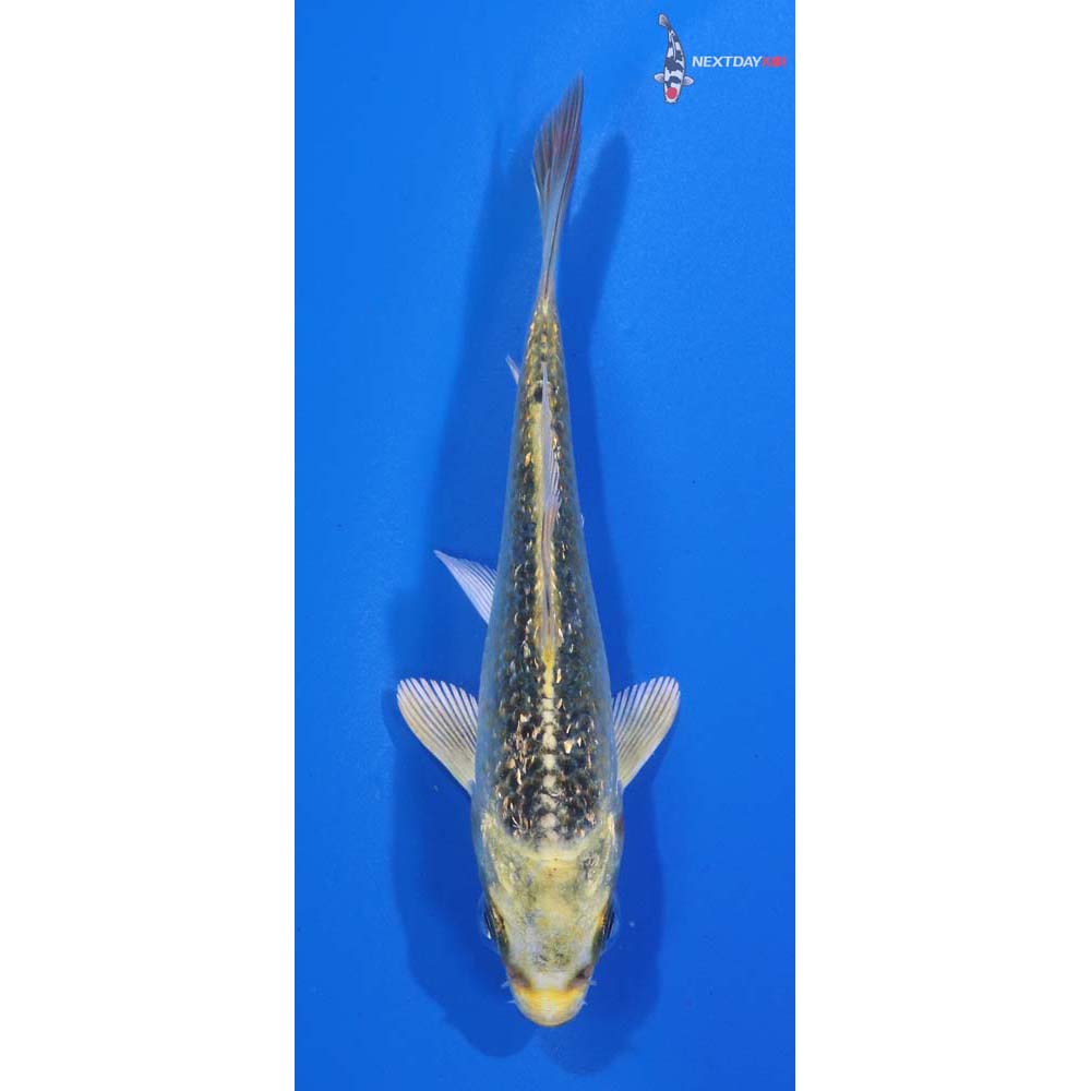 3.5” Imported Gin Rin Ki Matsuba
