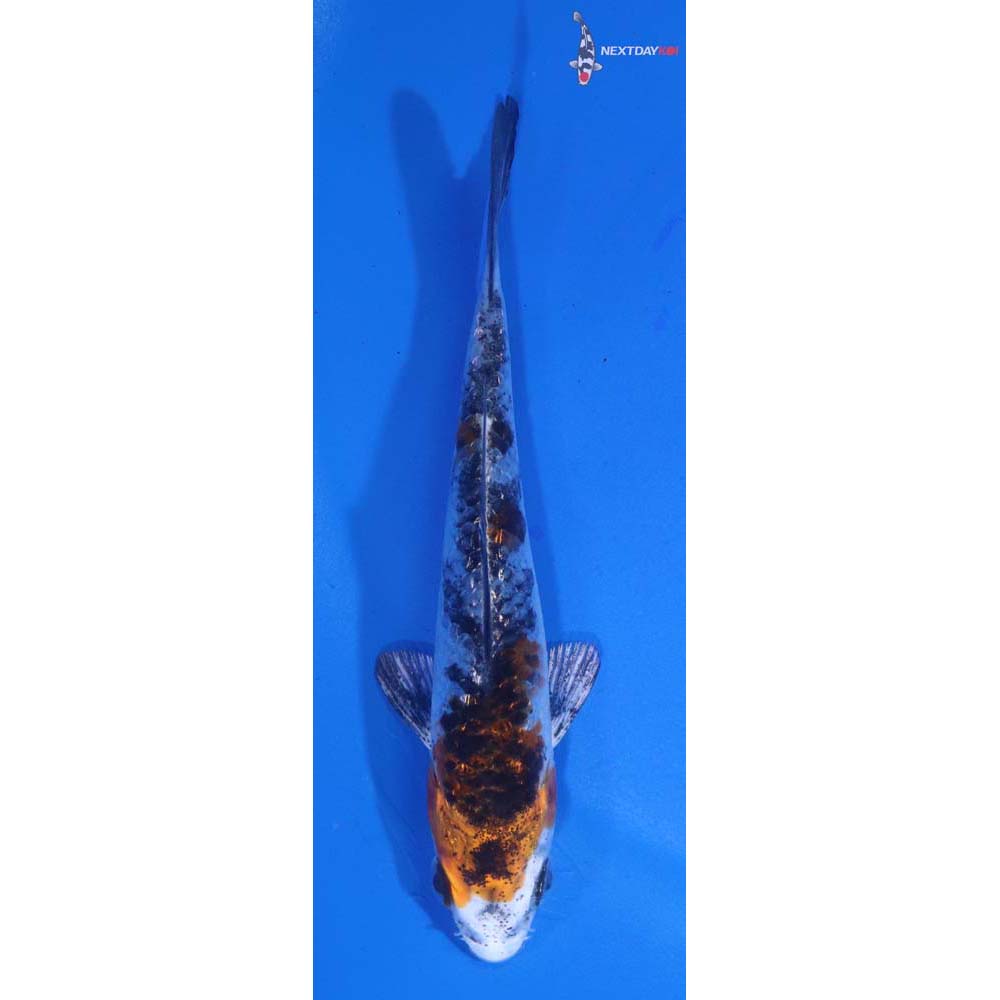 4” Imported Yamato Nishiki