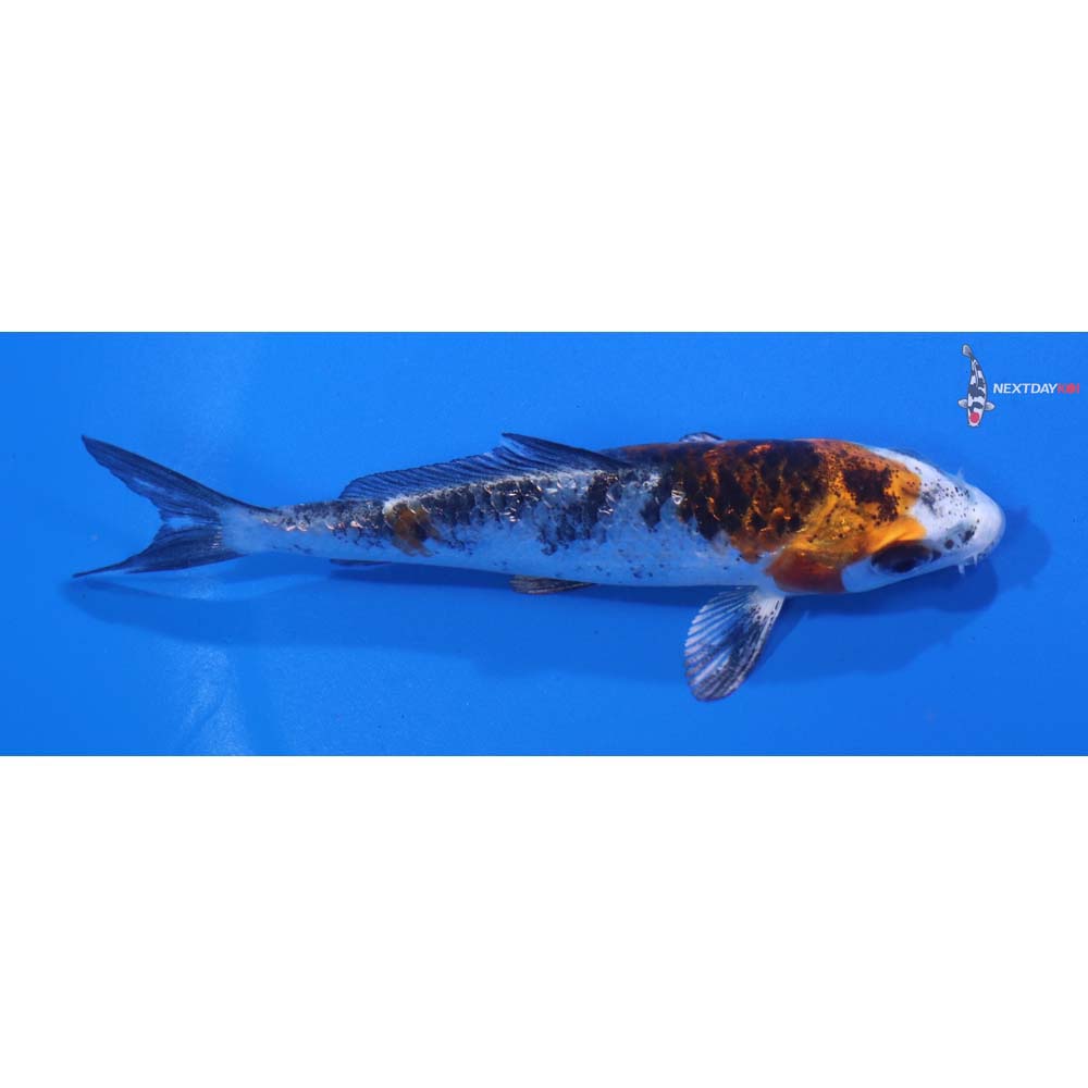 4” Imported Yamato Nishiki