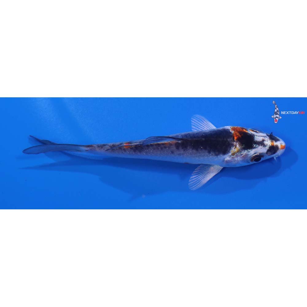 3” Imported Kujaku