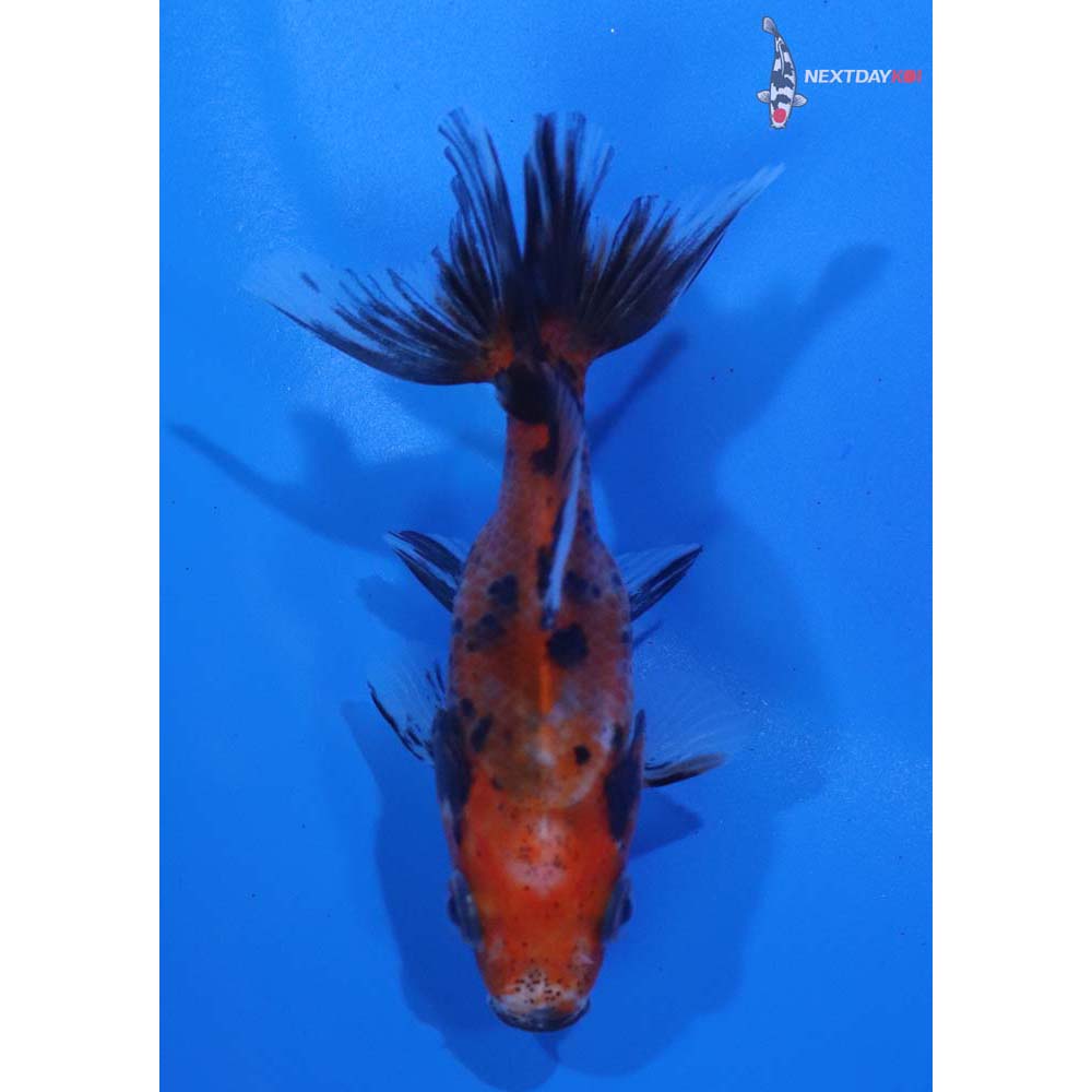2.5” Imported Calico Fantail