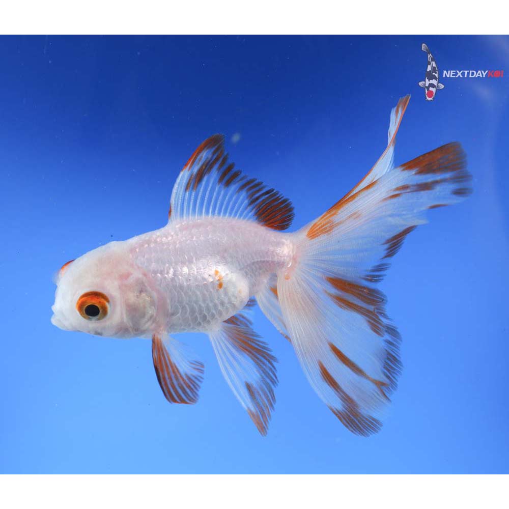4” Imported White Oranda