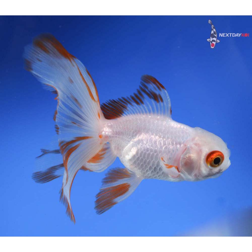 4” Imported White Oranda