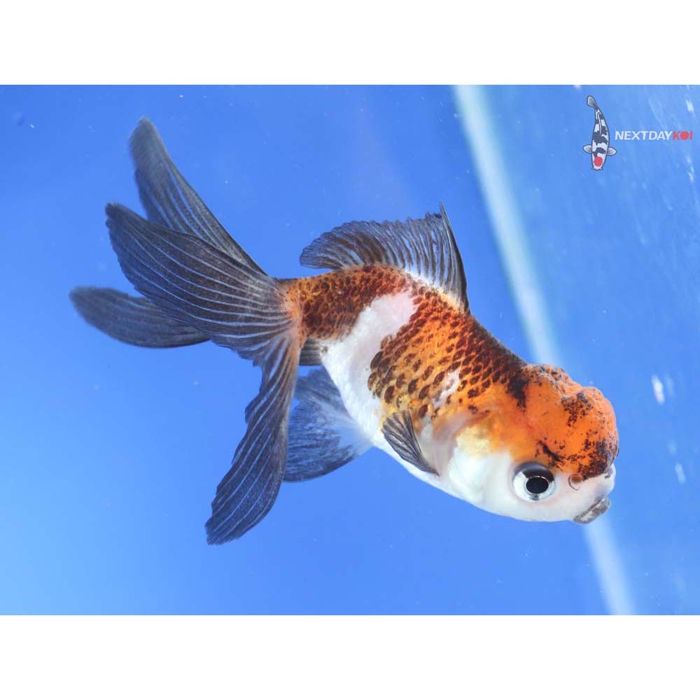 3.5” Imported Tri Color Panda Oranda