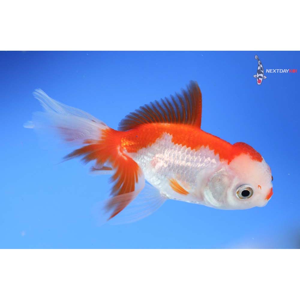 4” Imported Red and White Oranda