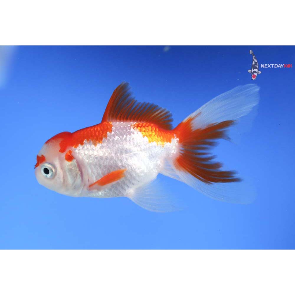 4” Imported Red and White Oranda