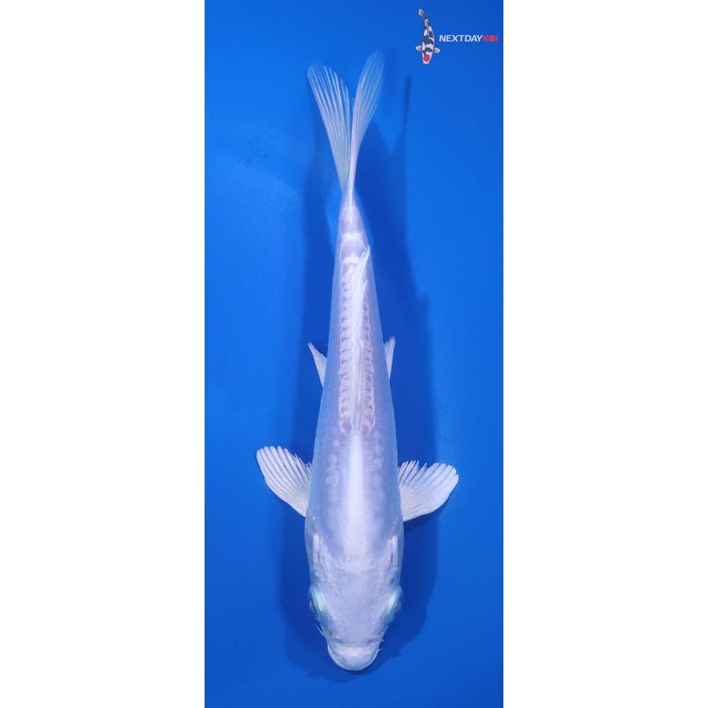 6” Imported Doitsu Platinum Ogon