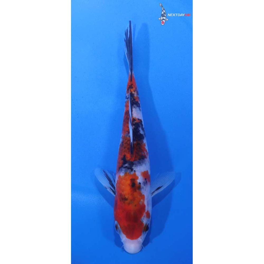 6” Imported Sanke