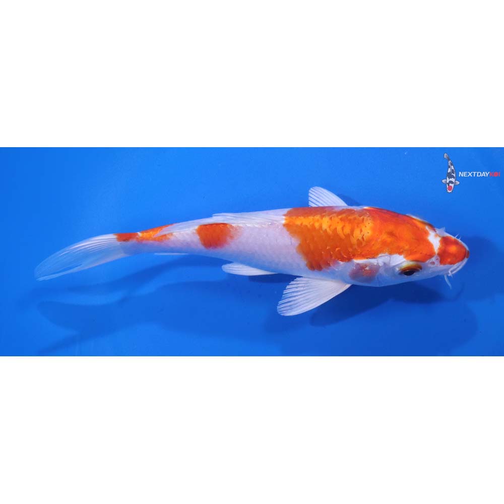 6” Imported Hariwake