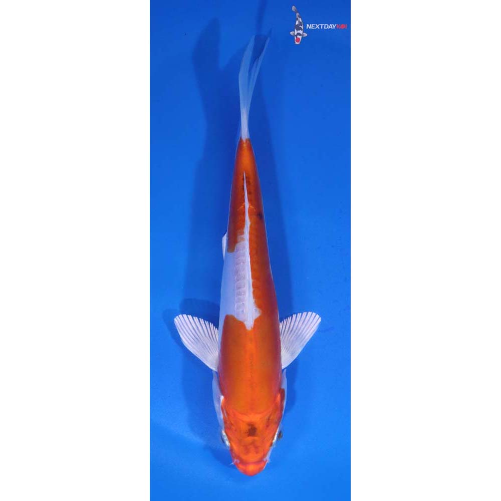 6” Imported Kikusui