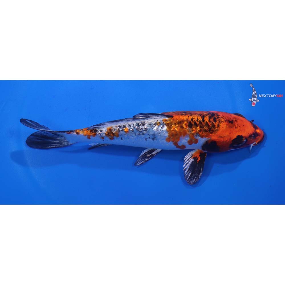 6.5” Imported Yamato Nishiki