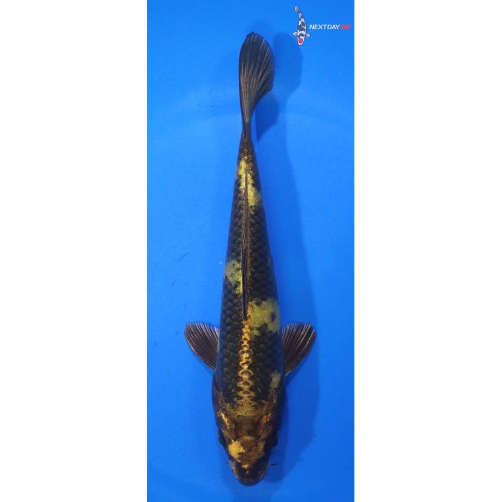 6.5” Imported Kin Ki Utsuri