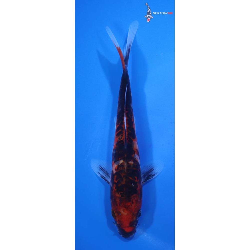 6.5” Imported Doitsu Goshiki