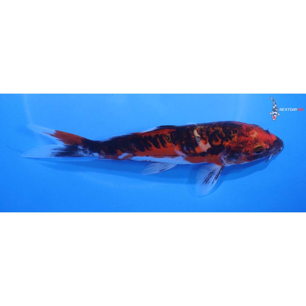 6.5” Imported Doitsu Goshiki