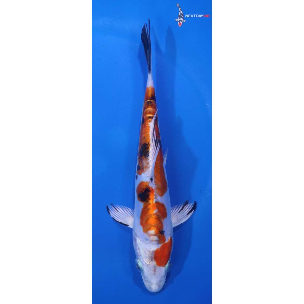 6.5” Imported Heisei Nishiki