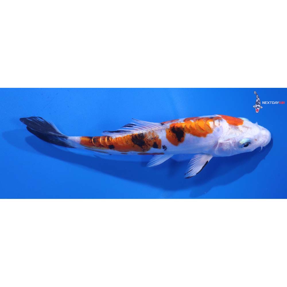 6.5” Imported Heisei Nishiki