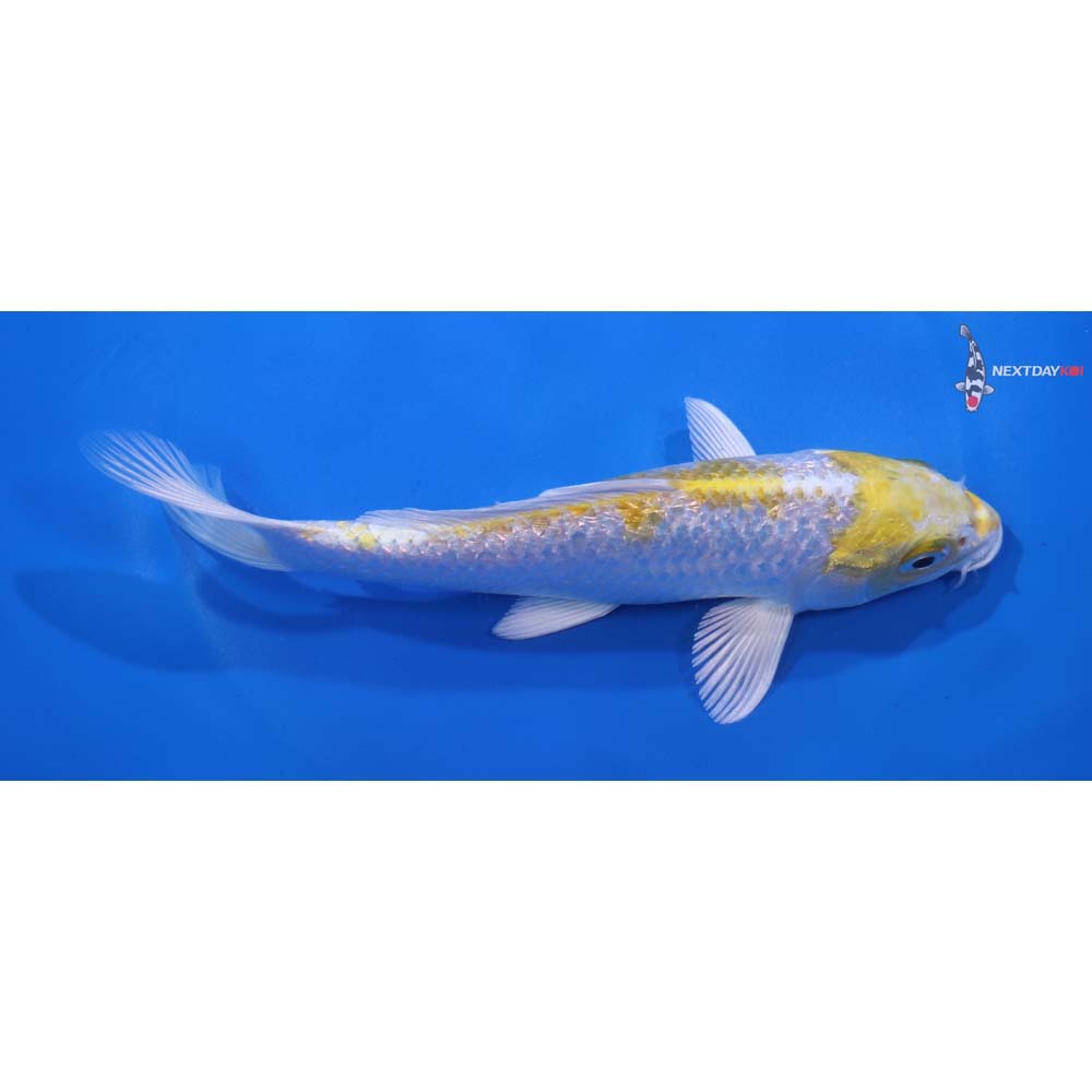 6.5” Imported Gin Rin Lemon Hariwake