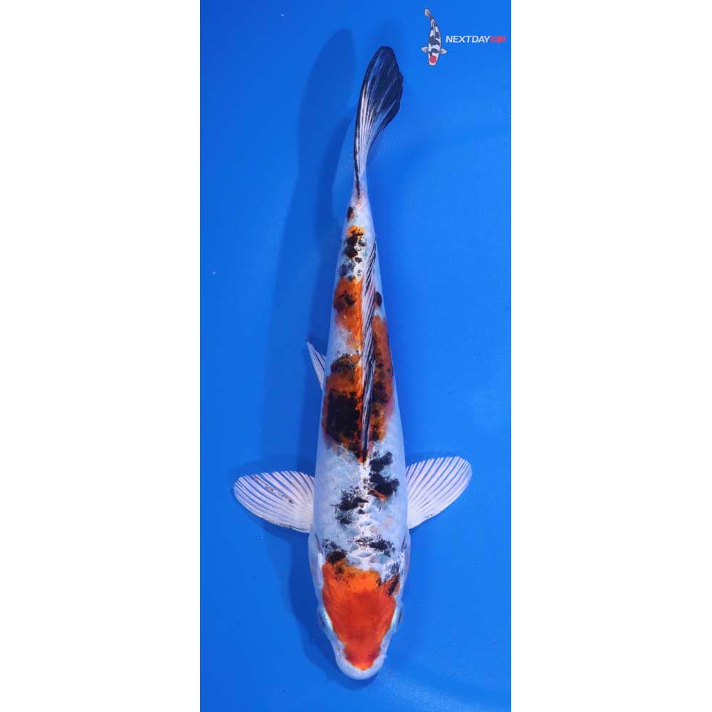 6” Imported Yamato Nishiki
