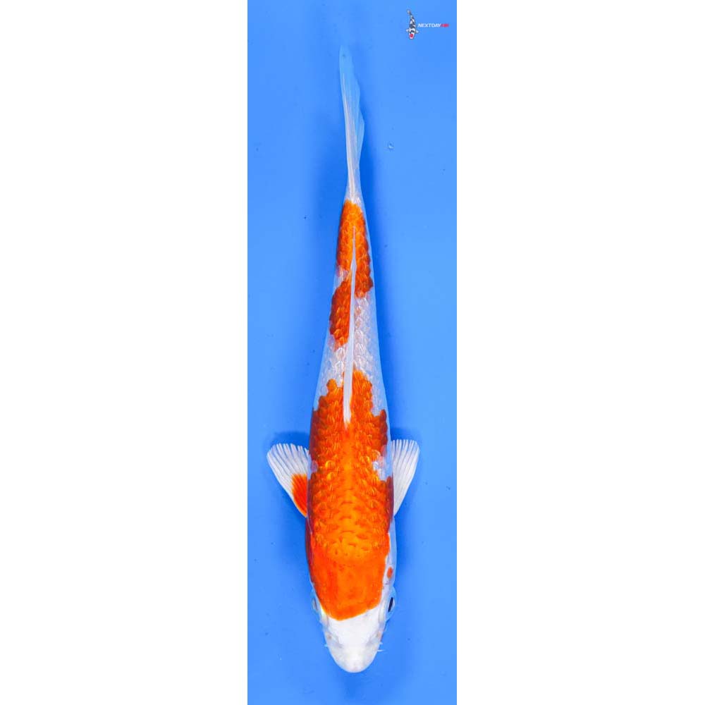 6” Imported Gin Rin Hariwake