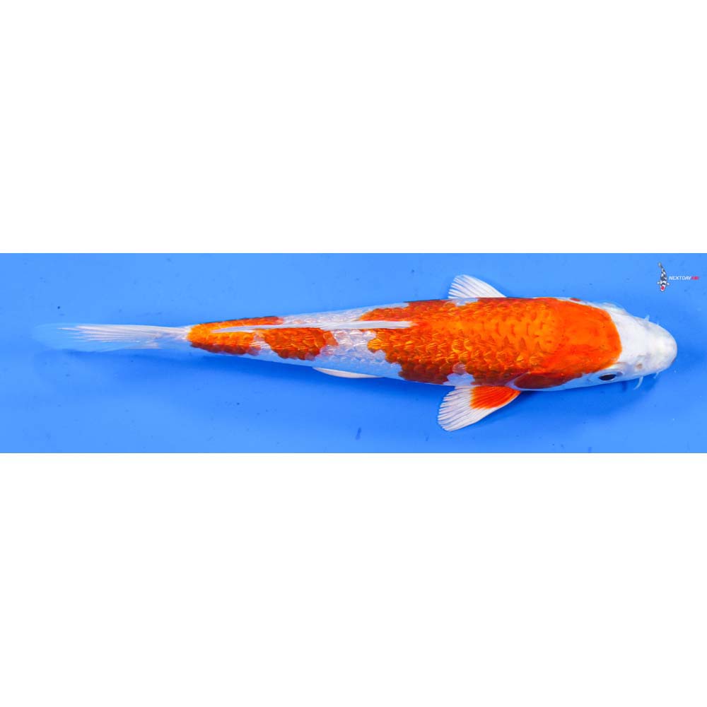 6” Imported Gin Rin Hariwake