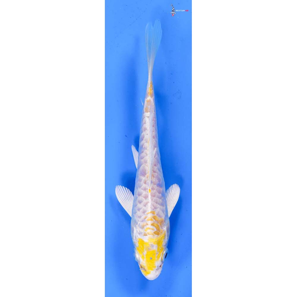 6” Imported Armor Scaled Lemon Hariwake