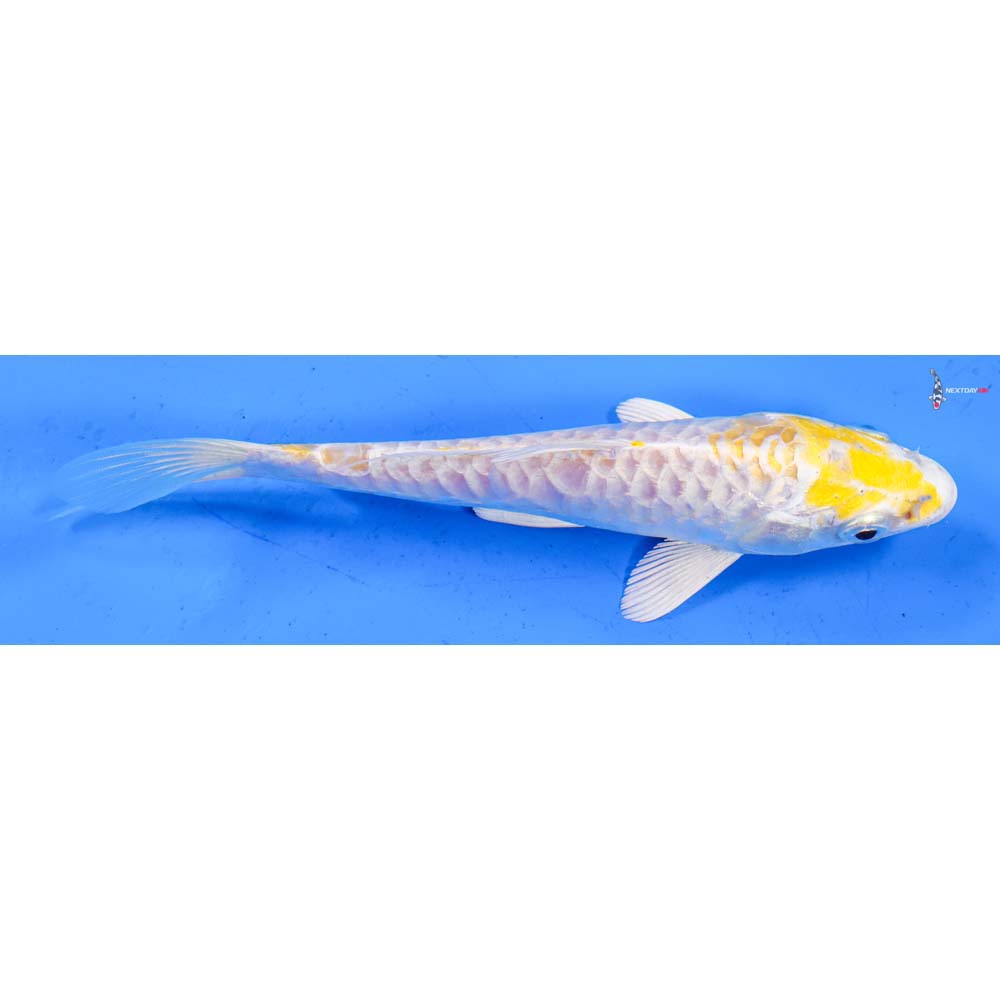 6” Imported Armor Scaled Lemon Hariwake