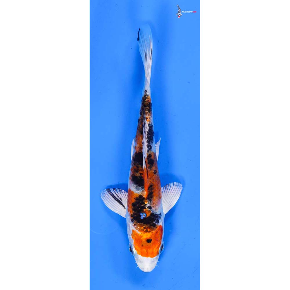 6” Imported Yamato Nishiki