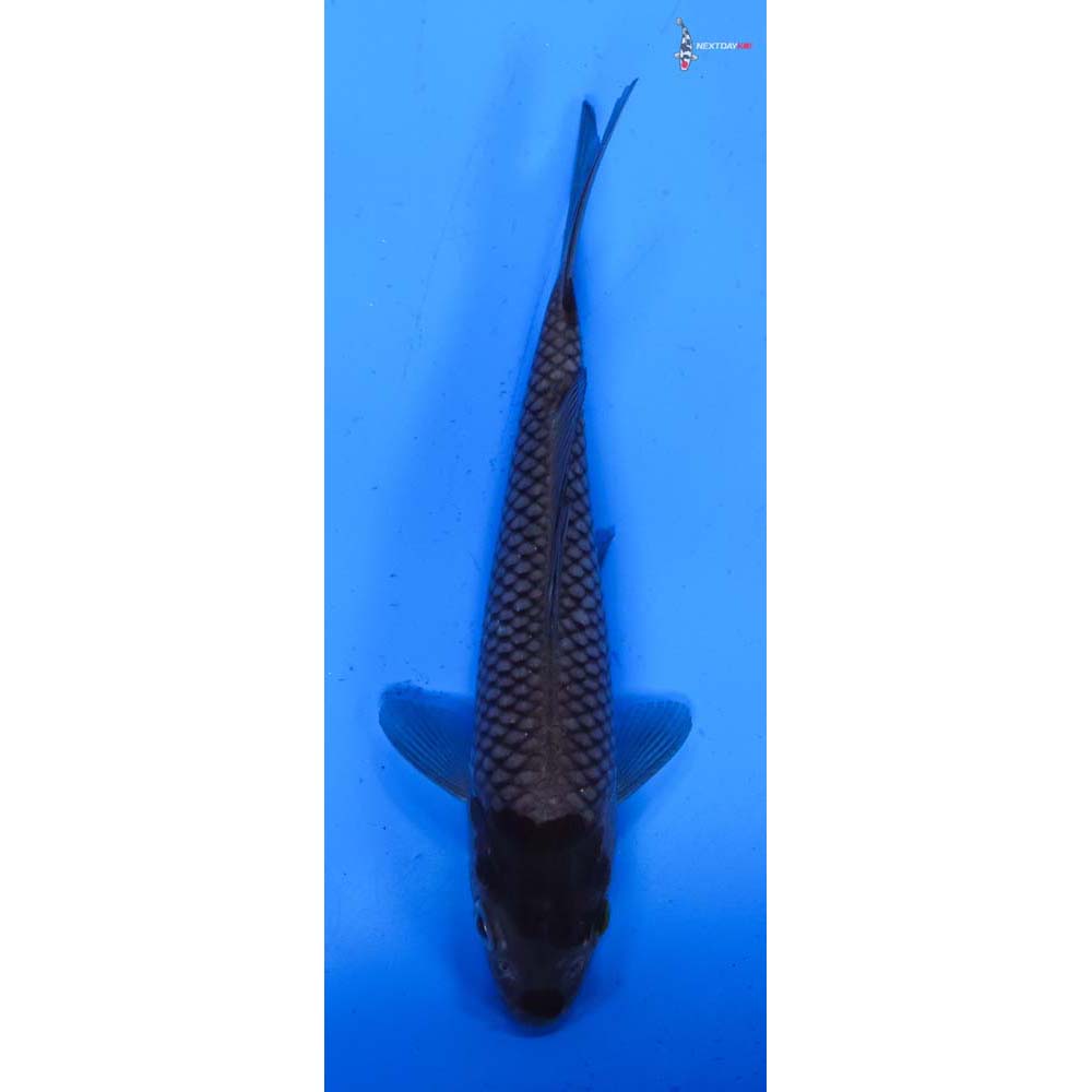 6” Imported Ochiba Shigure