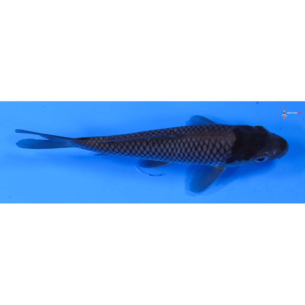 6” Imported Ochiba Shigure