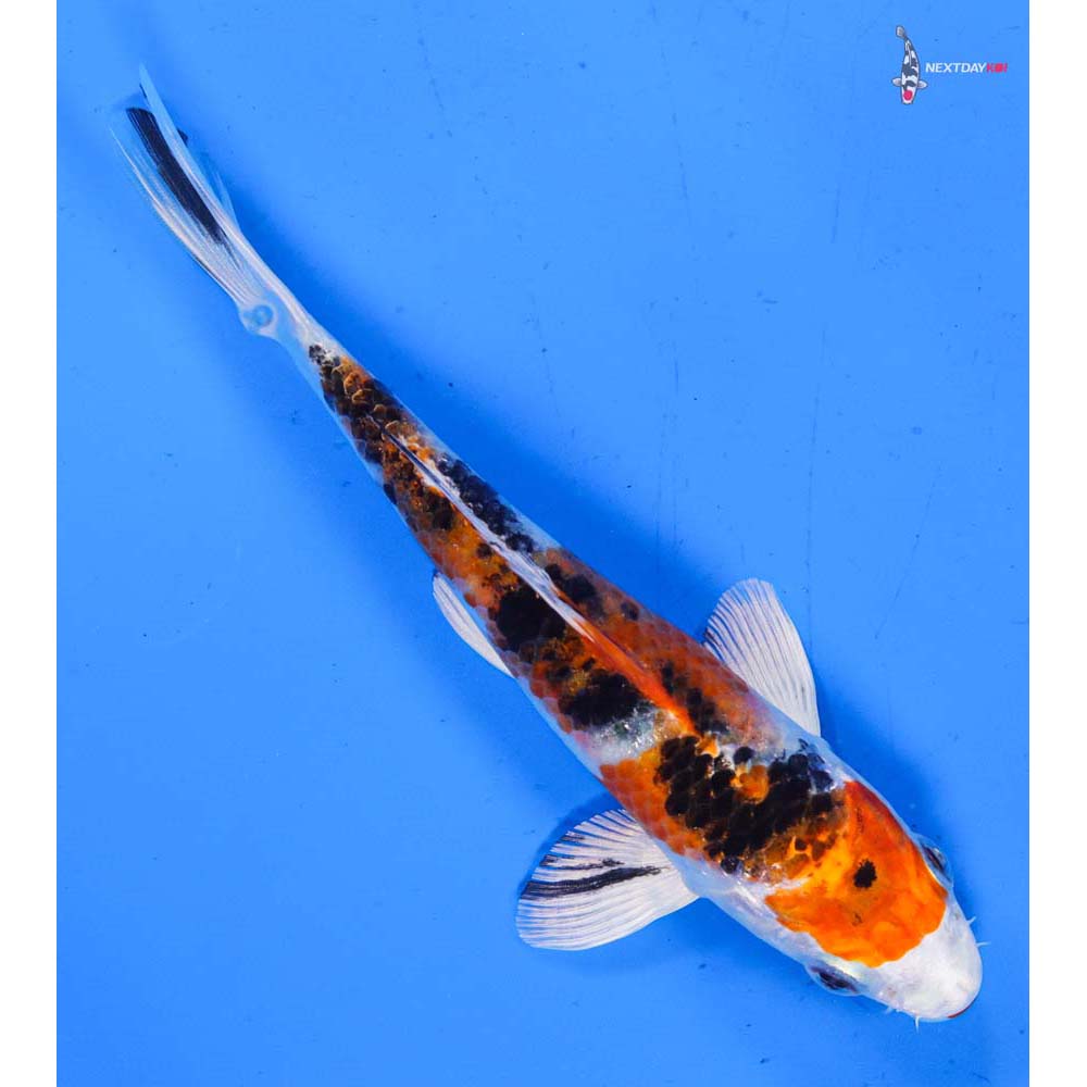 6” Imported Yamato Nishiki