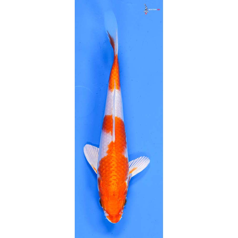 6.5” Imported Hariwake