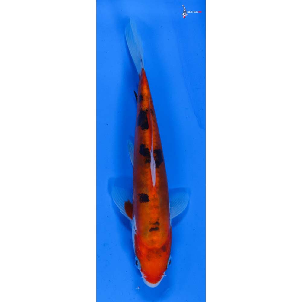 6.5” Imported Doitsu Sanke