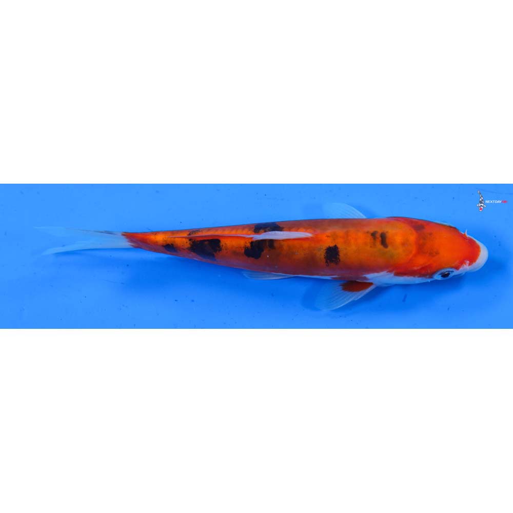 6.5” Imported Doitsu Sanke