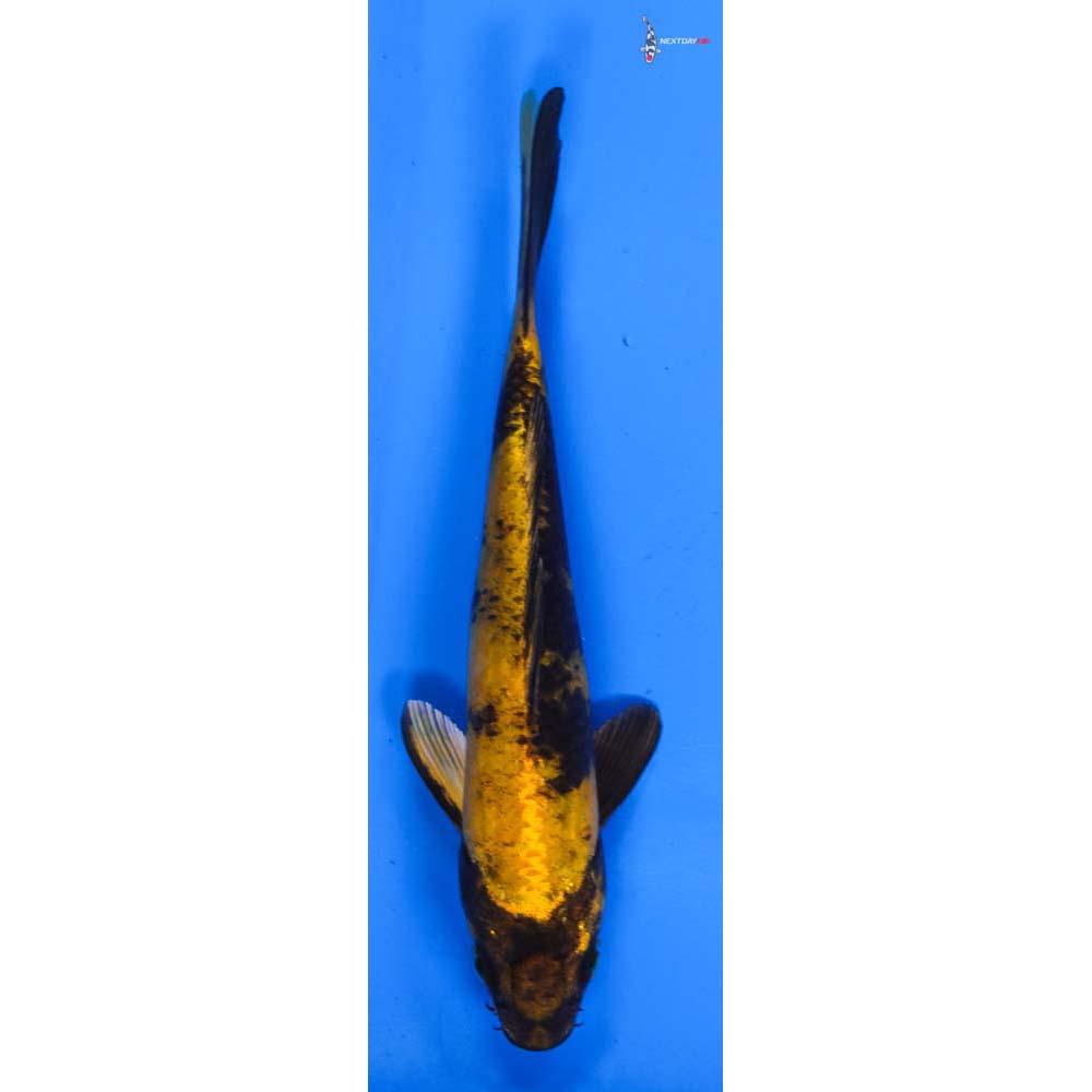 6.5” Imported Kin Ki Utsuri