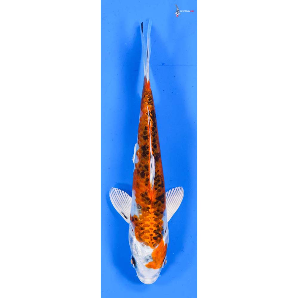 6.5” Imported Yamato Nishiki