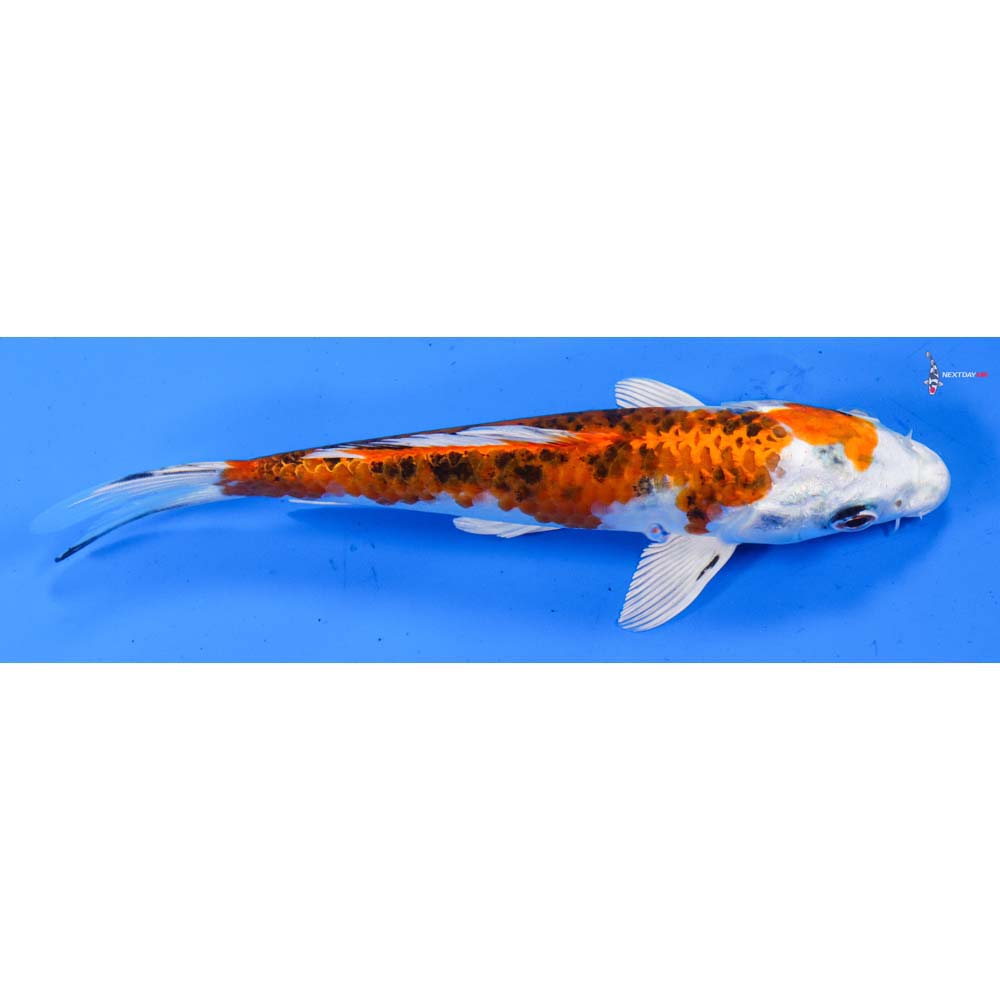 6.5” Imported Yamato Nishiki