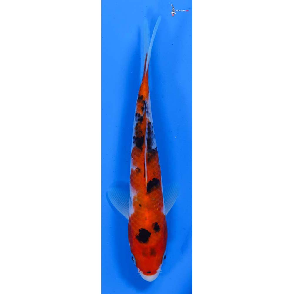7” Imported Sanke