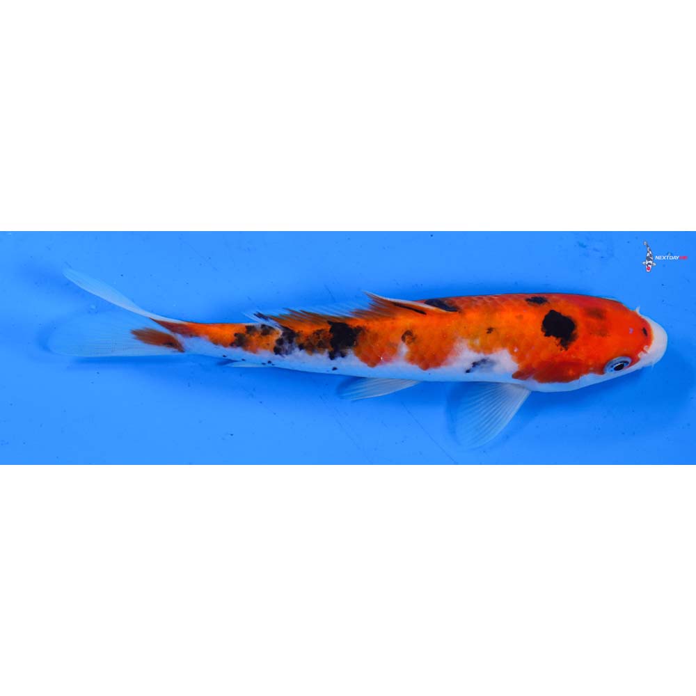7” Imported Sanke