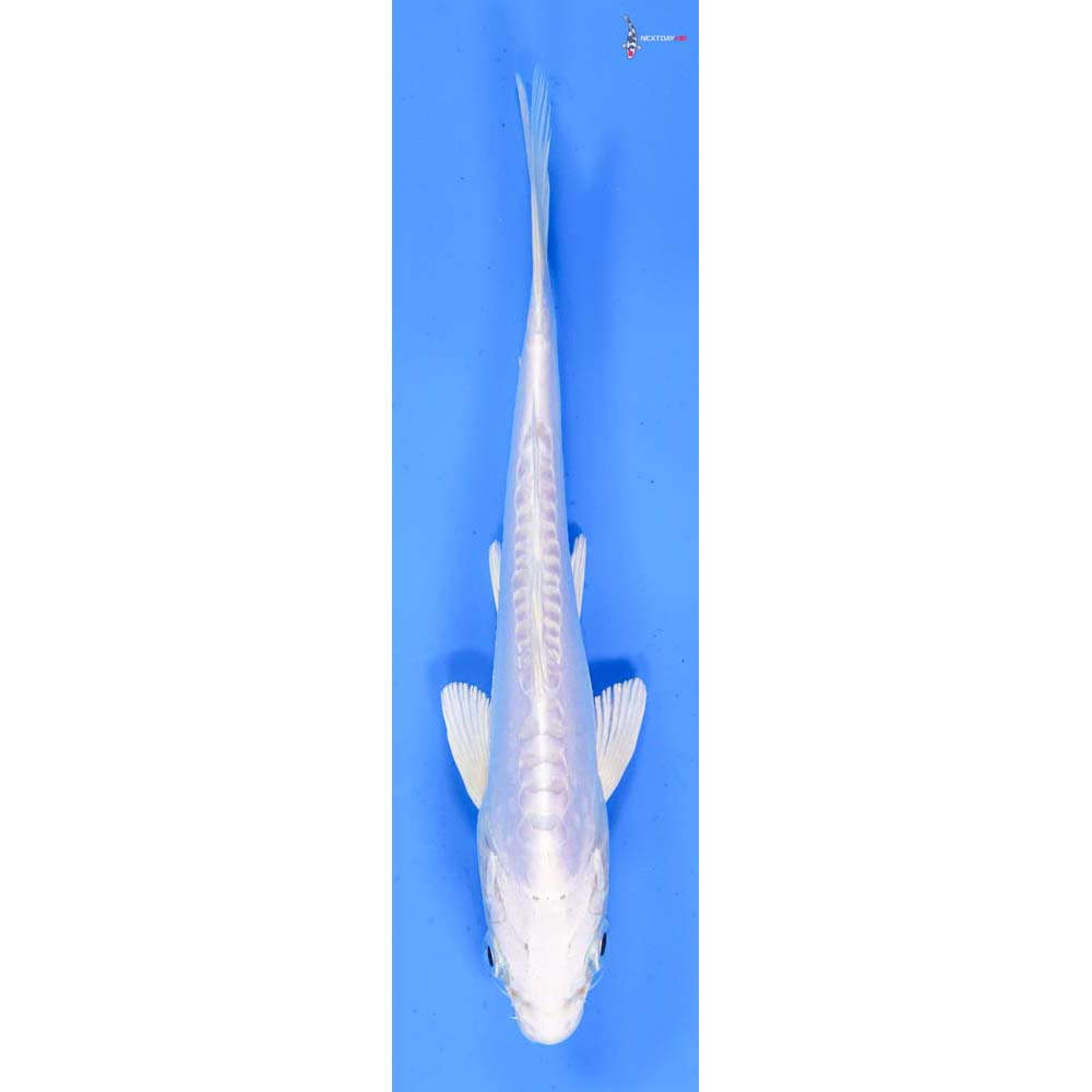 7” Imported Doitsu Platinum Ogon