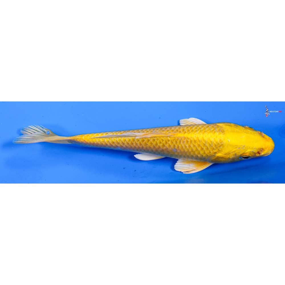 6” Imported Yamabuki Ogon