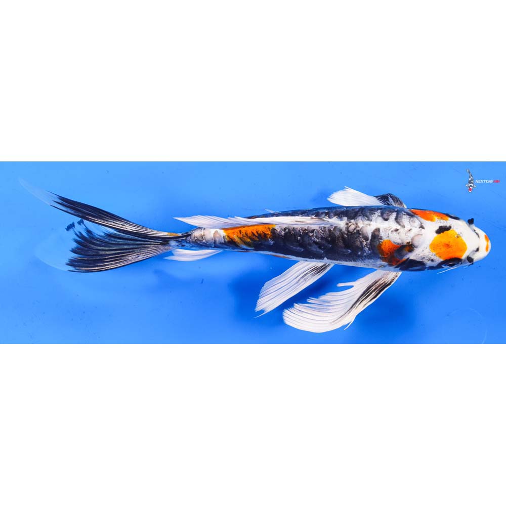 10” Imported Kin Kikokuryu Butterfly Koi