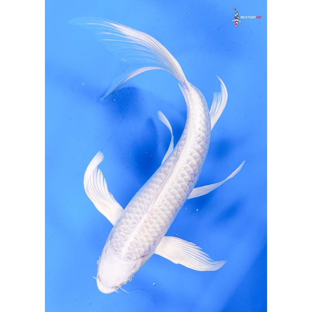 10” Imported Platinum Ogon Butterfly Koi