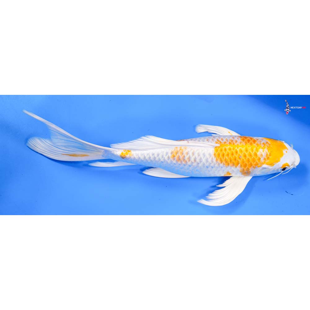 10” Imported Lemon Hariwake Butterfly Koi