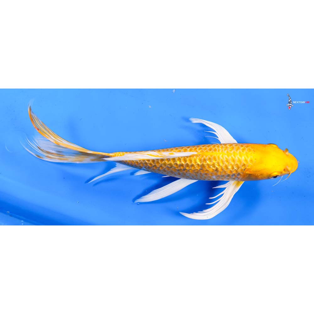 10.5” Imported Gin Rin Yamabuki Ogon Butterfly Koi