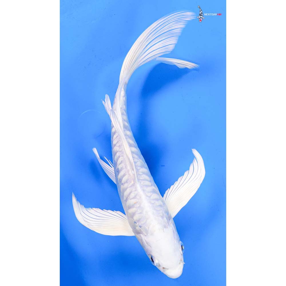 9.5” Imported Doitsu Platinum Ogon Butterfly Koi