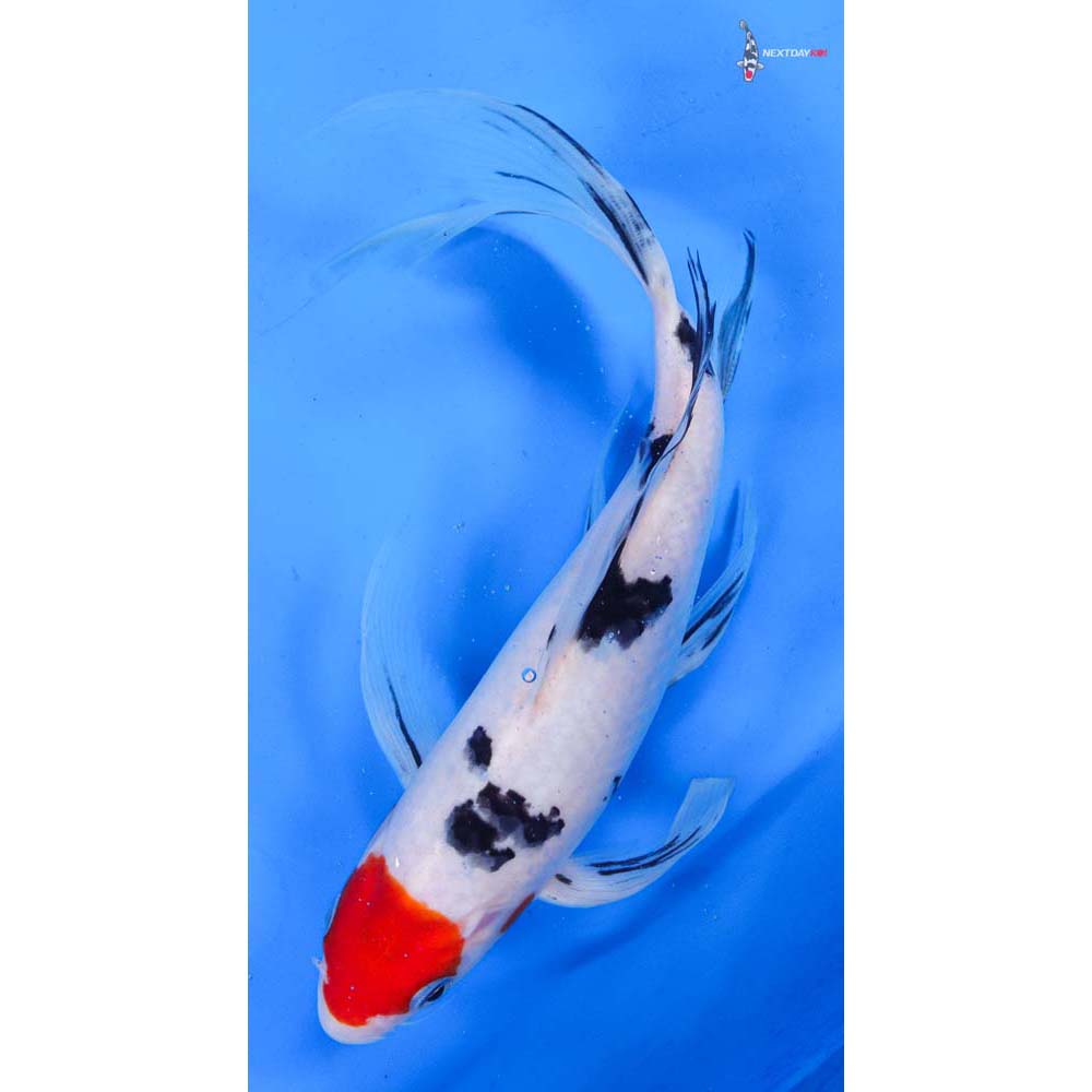 10.5” Imported Sanke Butterfly Koi