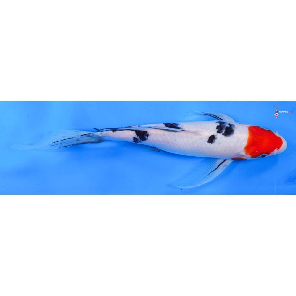10.5” Imported Sanke Butterfly Koi