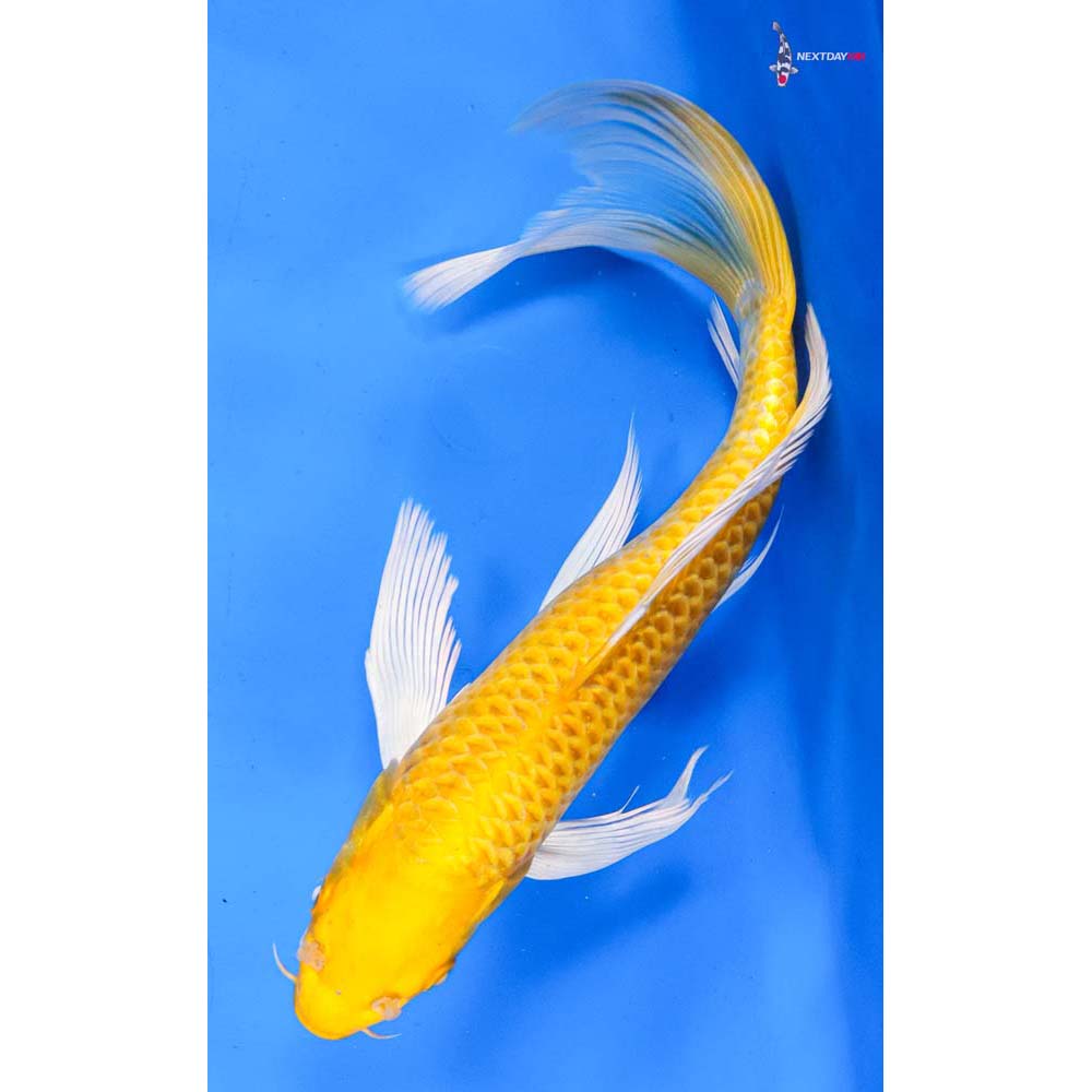10.5” Imported Yamabuki Ogon Butterfly Koi