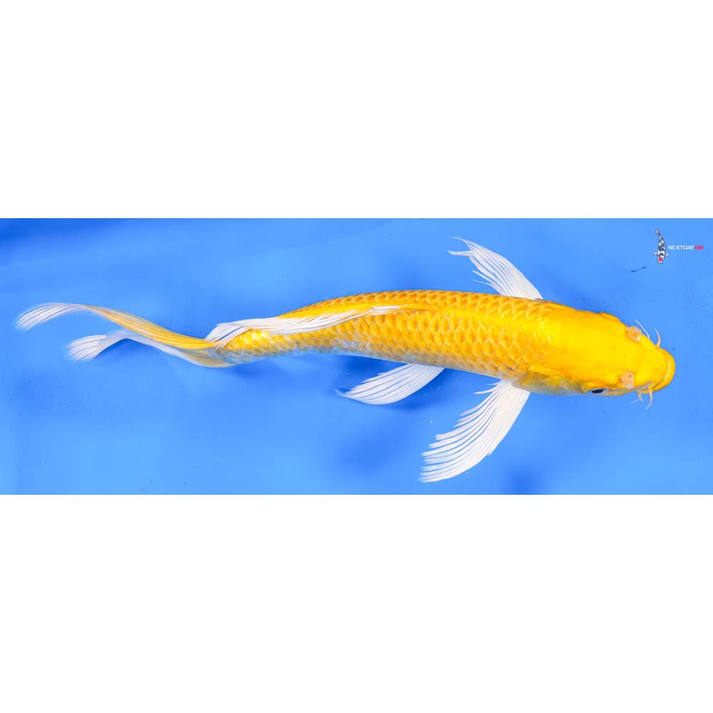 10.5” Imported Yamabuki Ogon Butterfly Koi