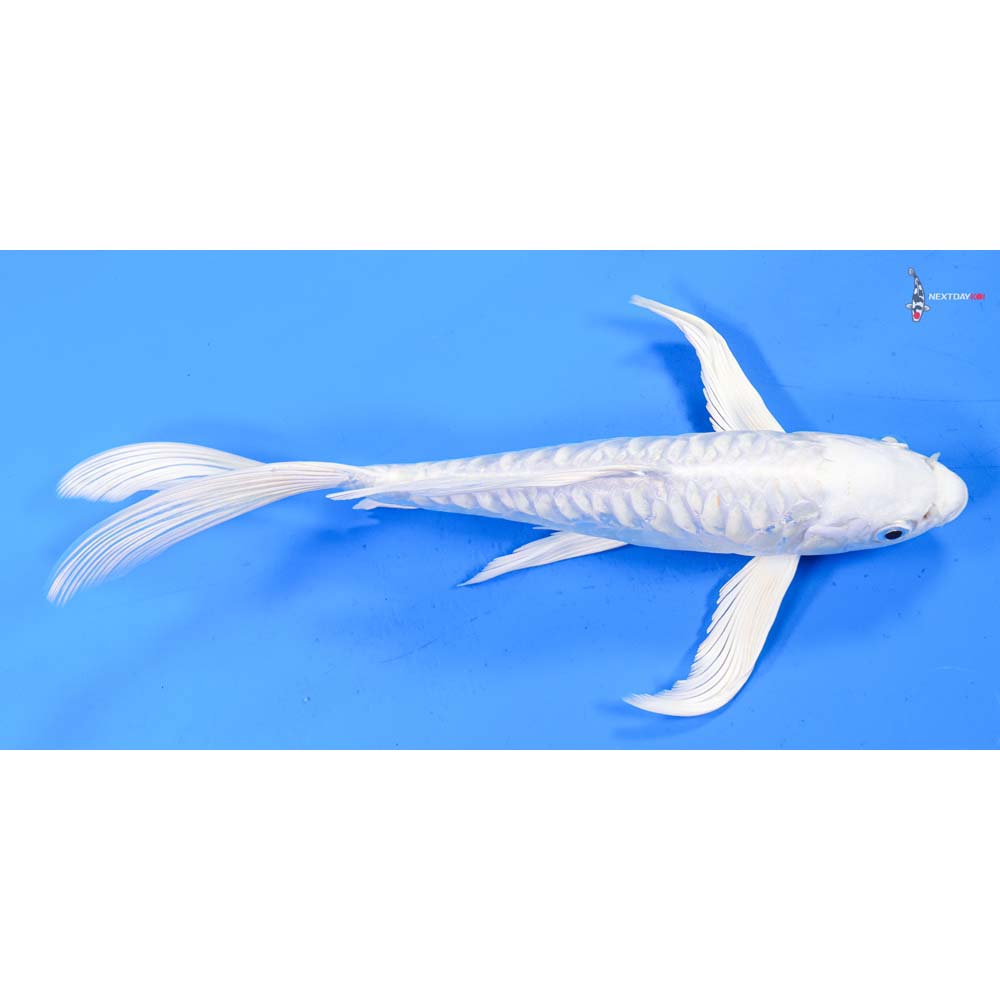 9.5” Imported Doitsu Platinum Ogon Butterfly Koi